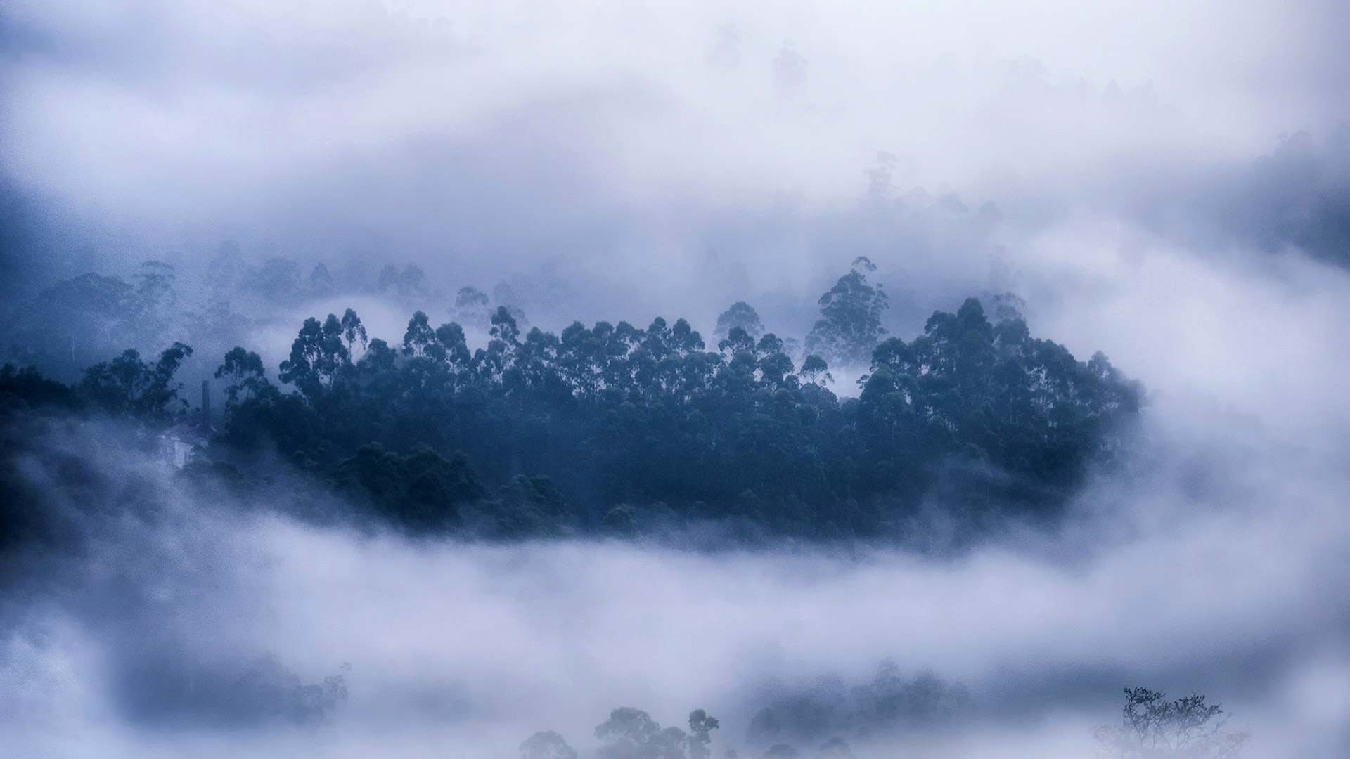 必应壁纸:雾气环绕的森林，喀拉拉邦慕那尔市，印度 (© Ahammed Riswan/EyeEm/Getty Images)