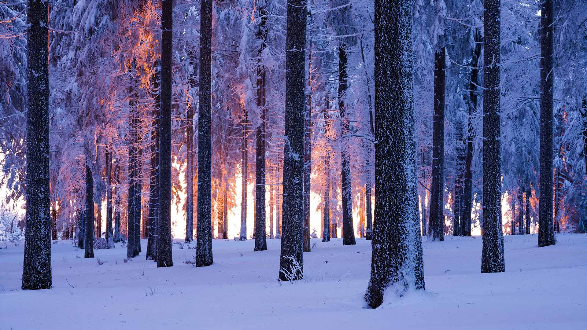 必应壁纸:日落时分被雪覆盖的挪威云杉林，德国图林根 (© Frank Sommariva/ImageBROKER/Offset by Shutterstock)