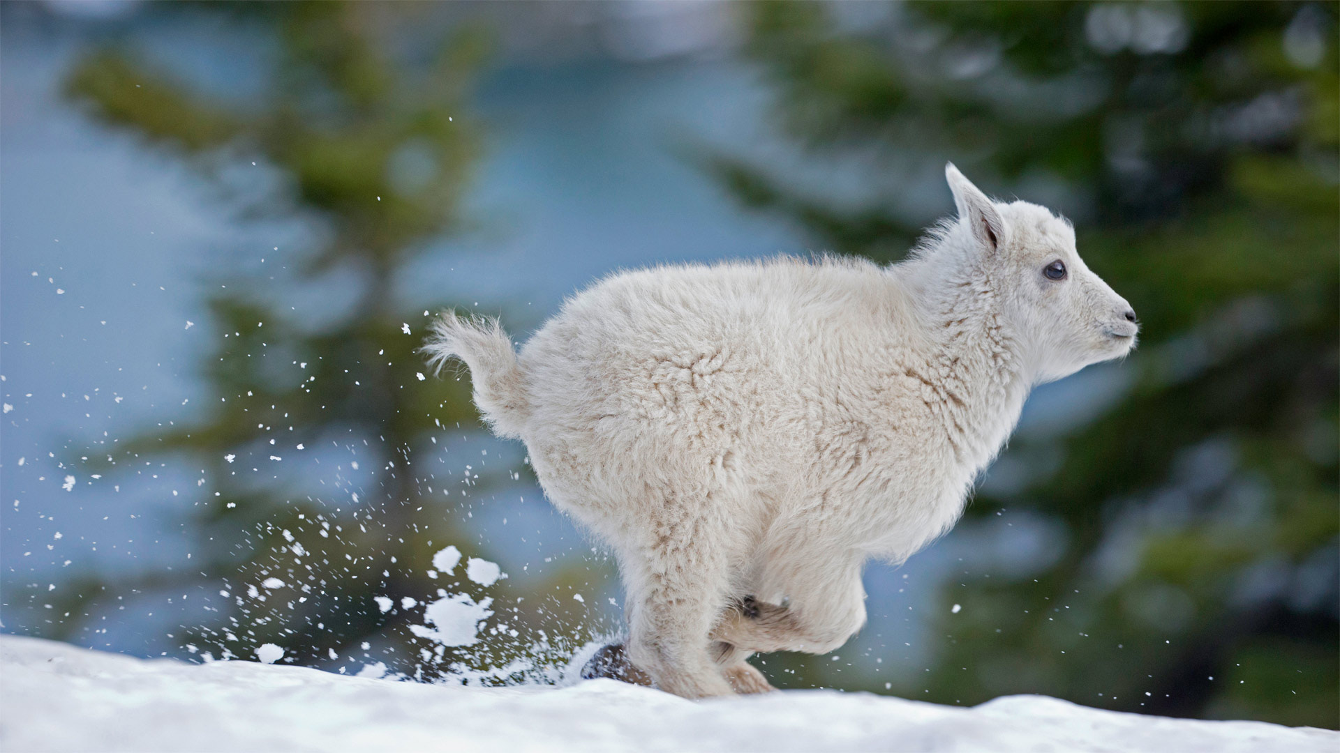 必应壁纸:蒙大拿州西部的小雪羊 (© Donald M. Jones/Minden Pictures)