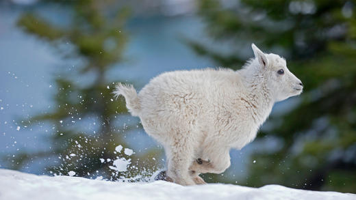 蒙大拿州西部的小雪羊 (© Donald M. Jones/Minden Pictures)_必应壁纸
