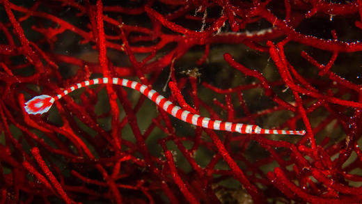 莫阿尔博阿尔附近的带纹矛吻海龙，菲律宾 (© Jenna Szerlag/Alamy)_必应壁纸