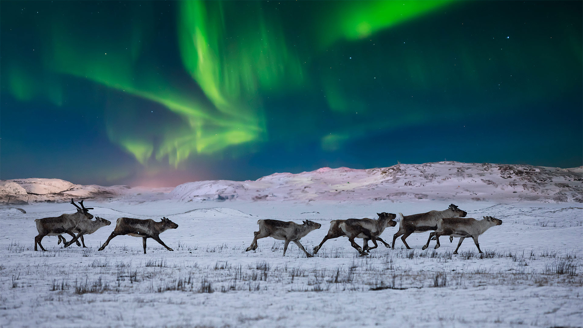 必应壁纸:挪威苔原上的北极光和野生驯鹿 (© Anton Petrus/Getty Images)