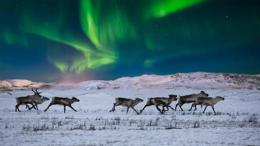 挪威苔原上的北极光和野生驯鹿 (© Anton Petrus/Getty Images)_必应壁纸