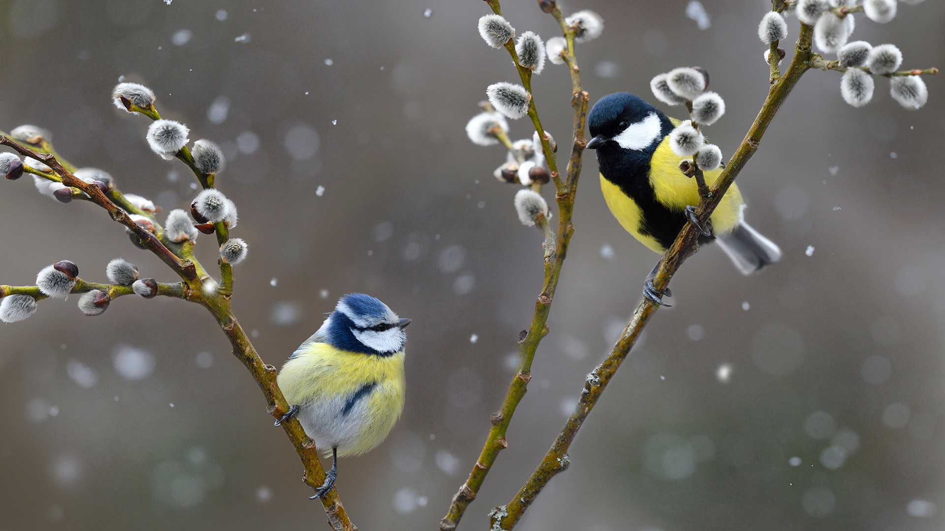 必应壁纸:雪中的蓝山雀和大山雀，法国北孚日地区自然公园 (© Michel Rauch/Minden Pictures)