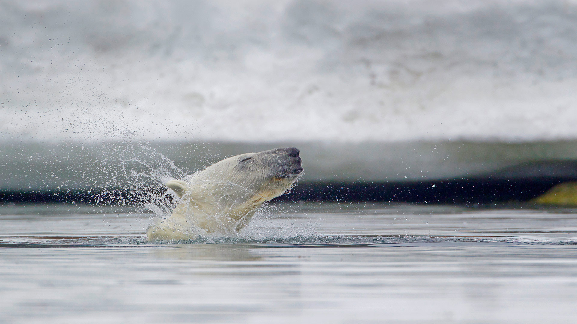 必应壁纸:斯瓦尔巴群岛附近水域的北极熊，挪威 (© Westend61/Getty Images)