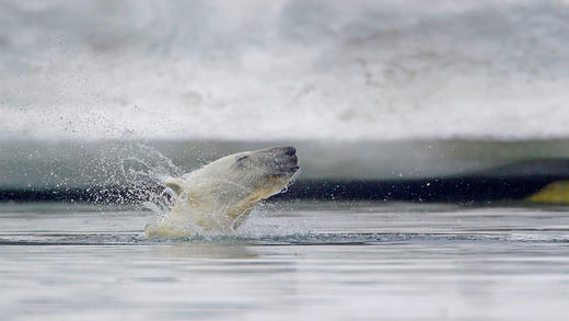 斯瓦尔巴群岛附近水域的北极熊，挪威 (© Westend61/Getty Images)_必应壁纸
