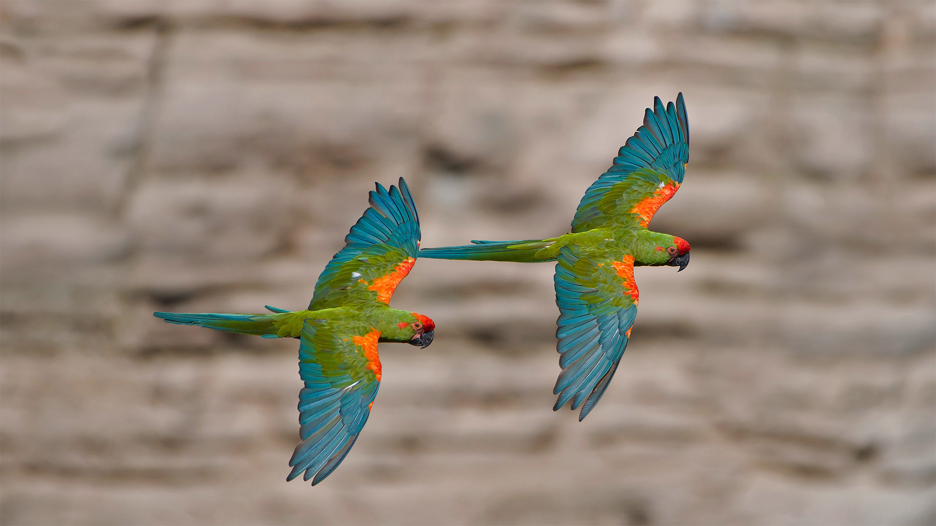 必应壁纸:奥梅雷克的红额金刚鹦鹉，玻利维亚科恰班巴 (© Bernard Castelein/Minden Pictures)