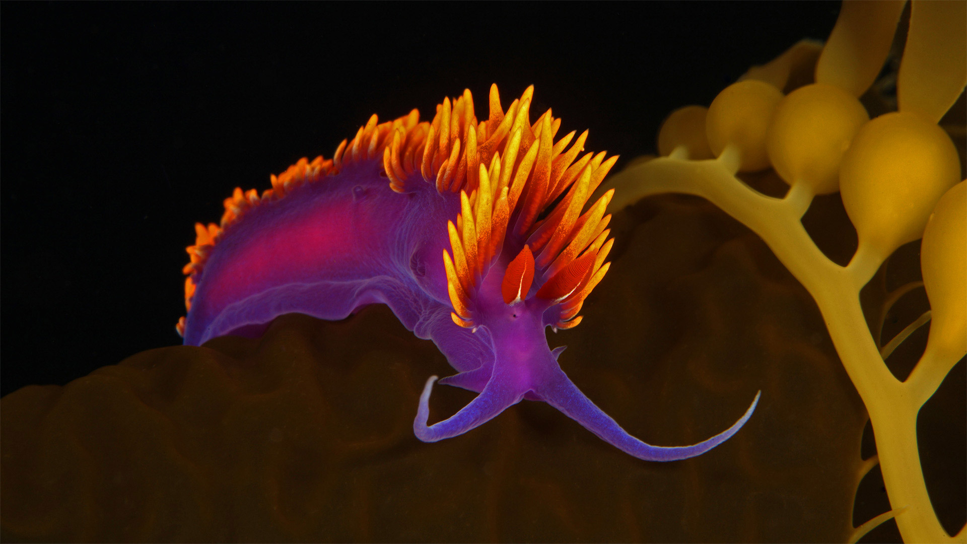 必应壁纸:圣卡塔利娜岛附近海藻上的西班牙披肩海蛞蝓，加利福尼亚海峡群岛 (© WaterFrame/Alamy)