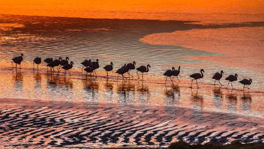 爱德阿都·阿瓦罗·安第斯国家保护区内的火烈鸟，玻利维亚 (© Art Wolfe/Danita Delimont)_必应壁纸