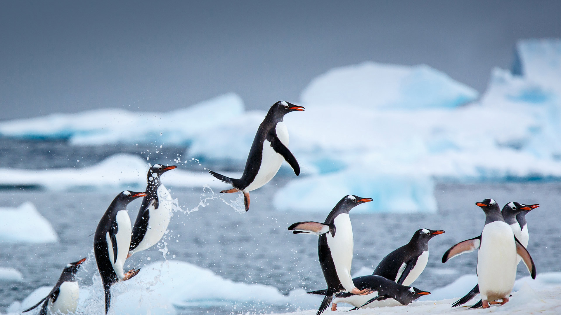 必应壁纸:南极丹科岛附近的巴布亚企鹅 (© David Merron/Getty Images)