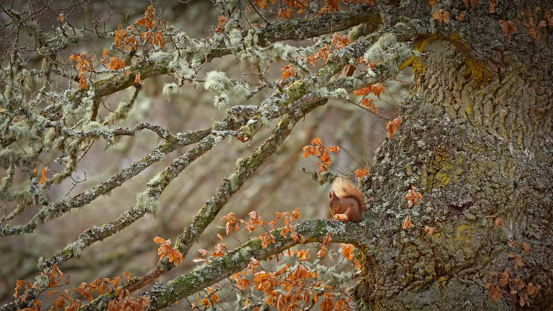 必应壁纸:苏格兰高地上的欧亚红松鼠，苏格兰 (© Scotland: The Big Picture/Minden Pictures)