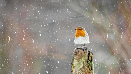 冬季暴风雪中的欧亚鸲，英格兰峰区国家公园 (© Ben Robson Hull Photography/Getty Images)_必应壁纸