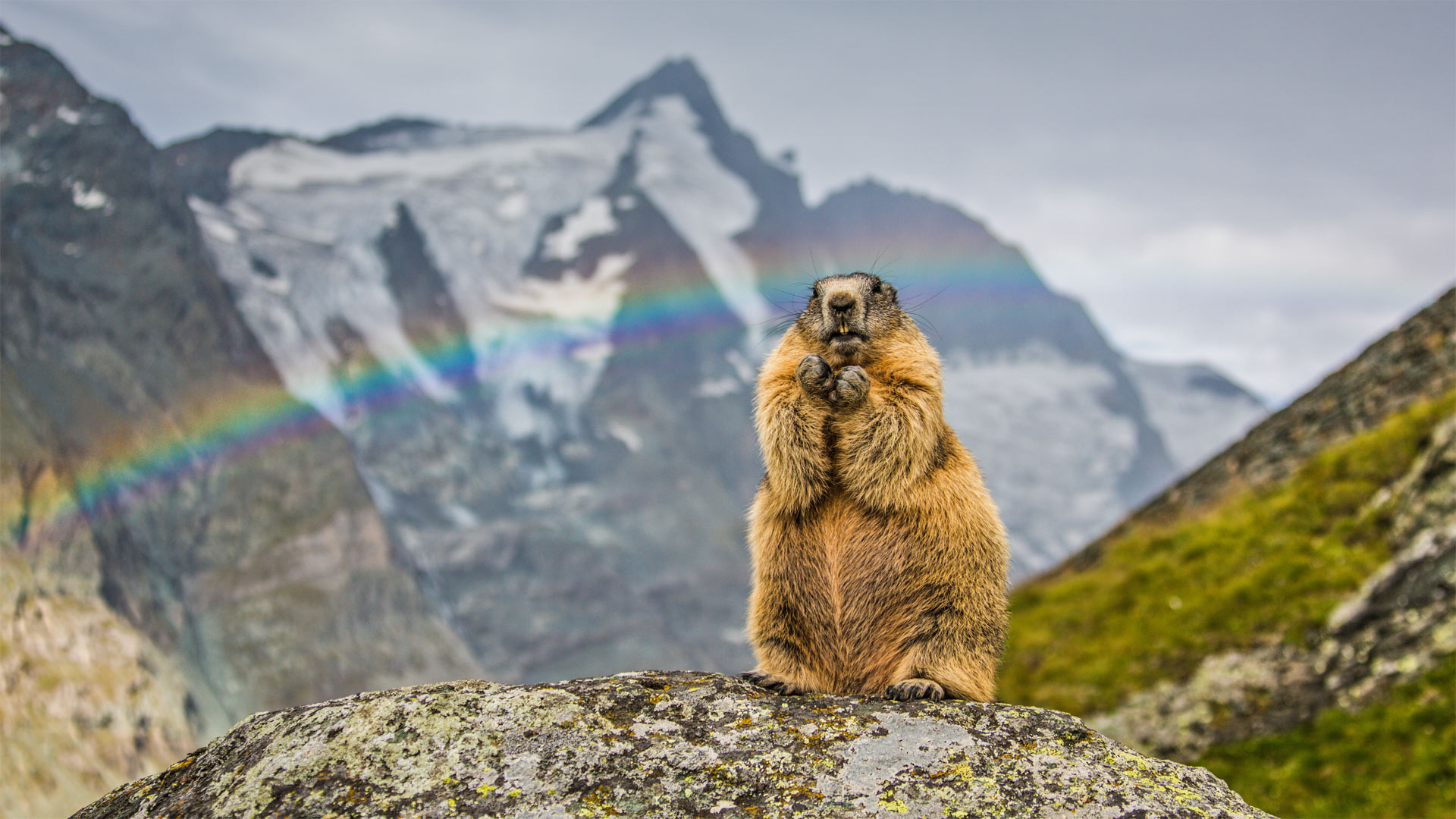 必应壁纸:大格洛克纳山山峰前的土拨鼠，奥地利 (© SeppFriedhuber/Getty Images)