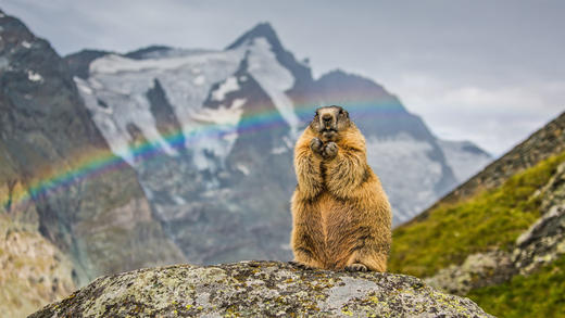 大格洛克纳山山峰前的土拨鼠，奥地利 (© SeppFriedhuber/Getty Images)_必应壁纸