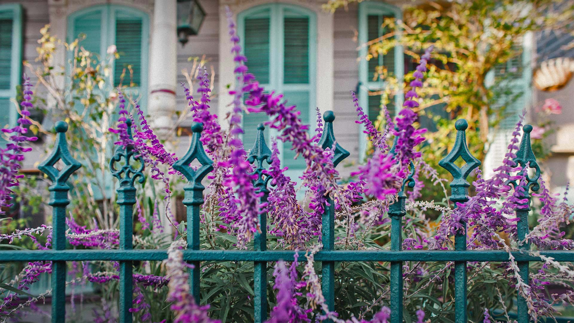 必应壁纸:屋前的鲜花和铁艺围栏，路易斯安那州新奥尔良 (© Lauren Mitchell/Offset by Shutterstock)