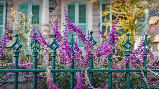 屋前的鲜花和铁艺围栏，路易斯安那州新奥尔良 (© Lauren Mitchell/Offset by Shutterstock)_必应壁纸