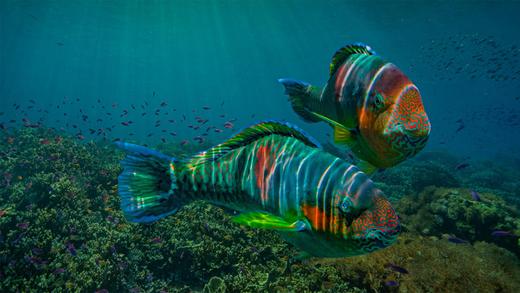东内格罗斯省沿海的鹦嘴鱼，菲律宾 (© Tim Fitzharris/Minden Pictures)_必应壁纸