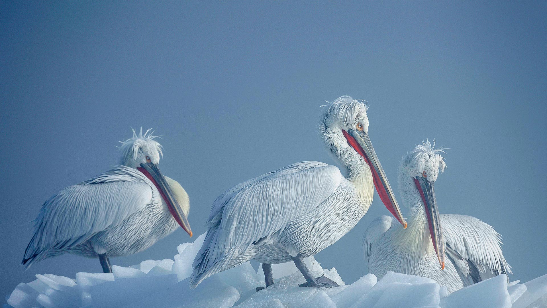 必应壁纸:冰上的卷羽鹈鹕，希腊凯尔基尼湖 (© Guy Edwardes/Minden Pictures)