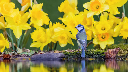 威尔士中部水仙花中的蓝山雀 (© Philip Jones/Alamy)_必应壁纸