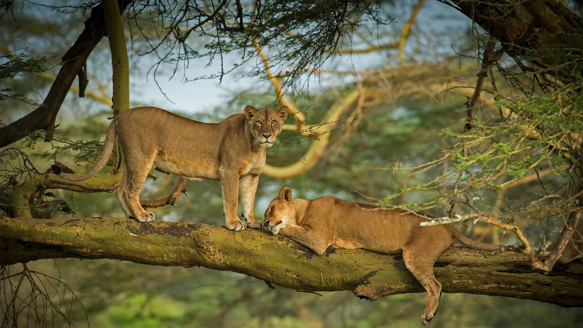 必应壁纸:纳库鲁湖周围森林中的两只母狮子，肯尼亚    (© Scott Davis/Tandem Stills + Motion)