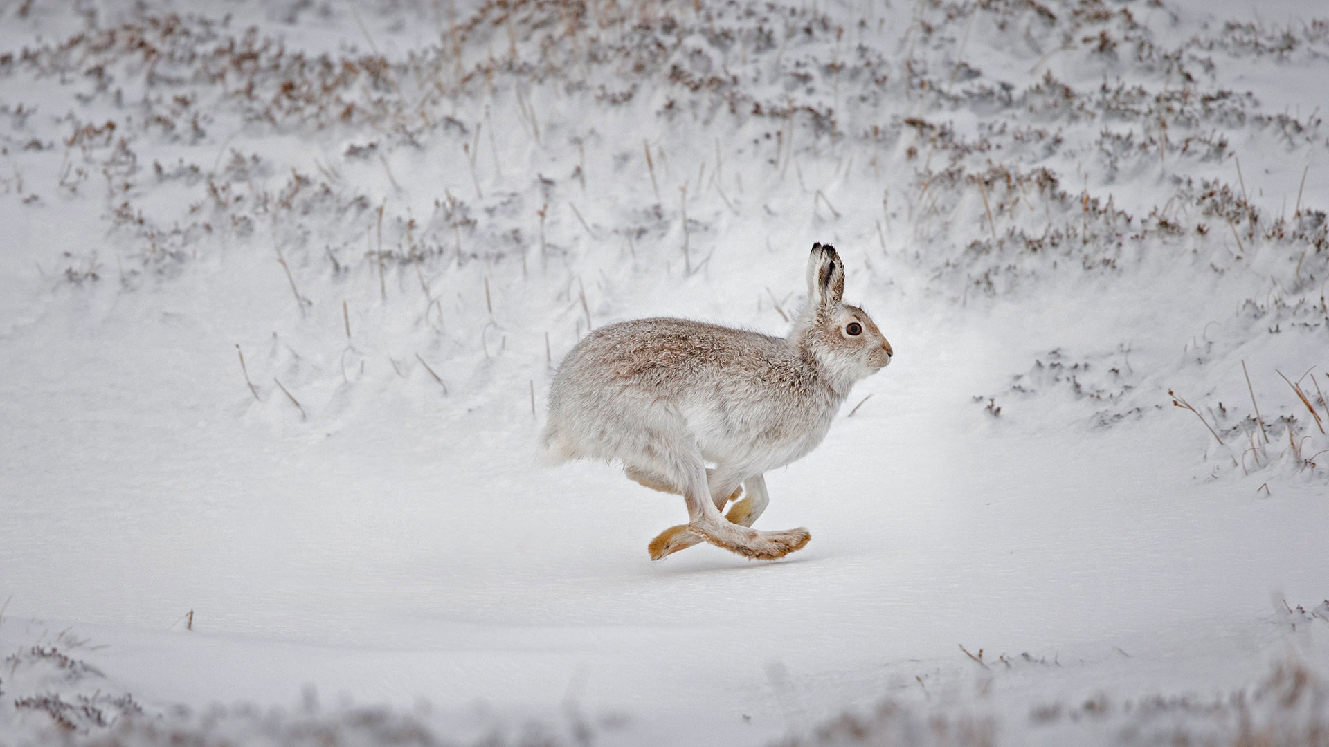 必应壁纸:在白雪覆盖的高地上奔跑的雪兔，苏格兰 (© SCOTLAND: The Big Picture/Minden Pictures)