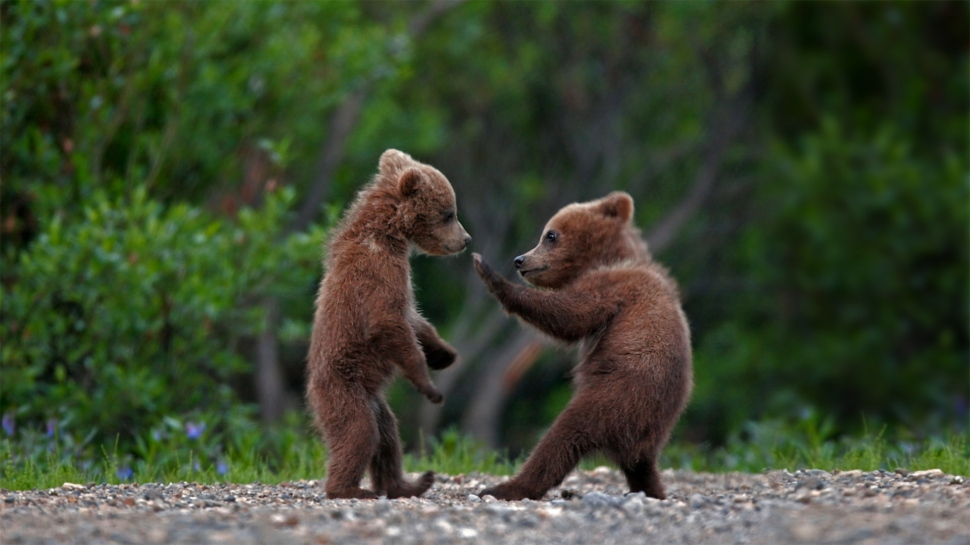 必应壁纸:在迪纳利国家公园中玩耍的灰熊幼崽，阿拉斯加  (© Ron Niebrugge/Alamy)