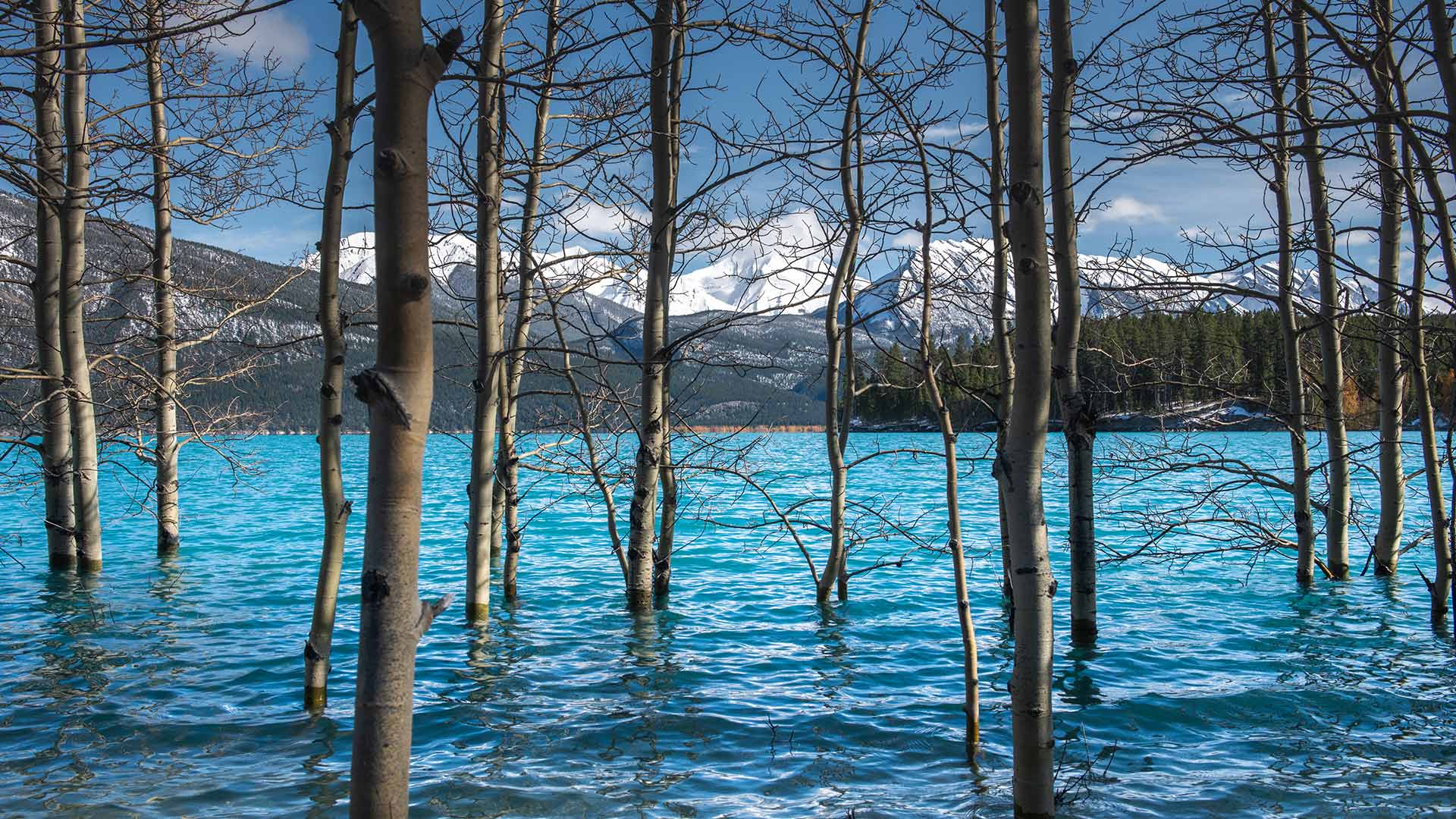 必应壁纸:亚伯拉罕湖中的树，加拿大艾伯塔 (© Coolbiere/Getty Images)