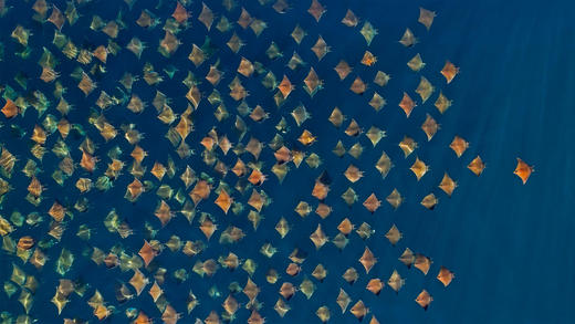 大群的芒基蝠鲼跃出水面，墨西哥加利福尼亚湾 (© Mark Carwardine/Minden Pictures)_必应壁纸