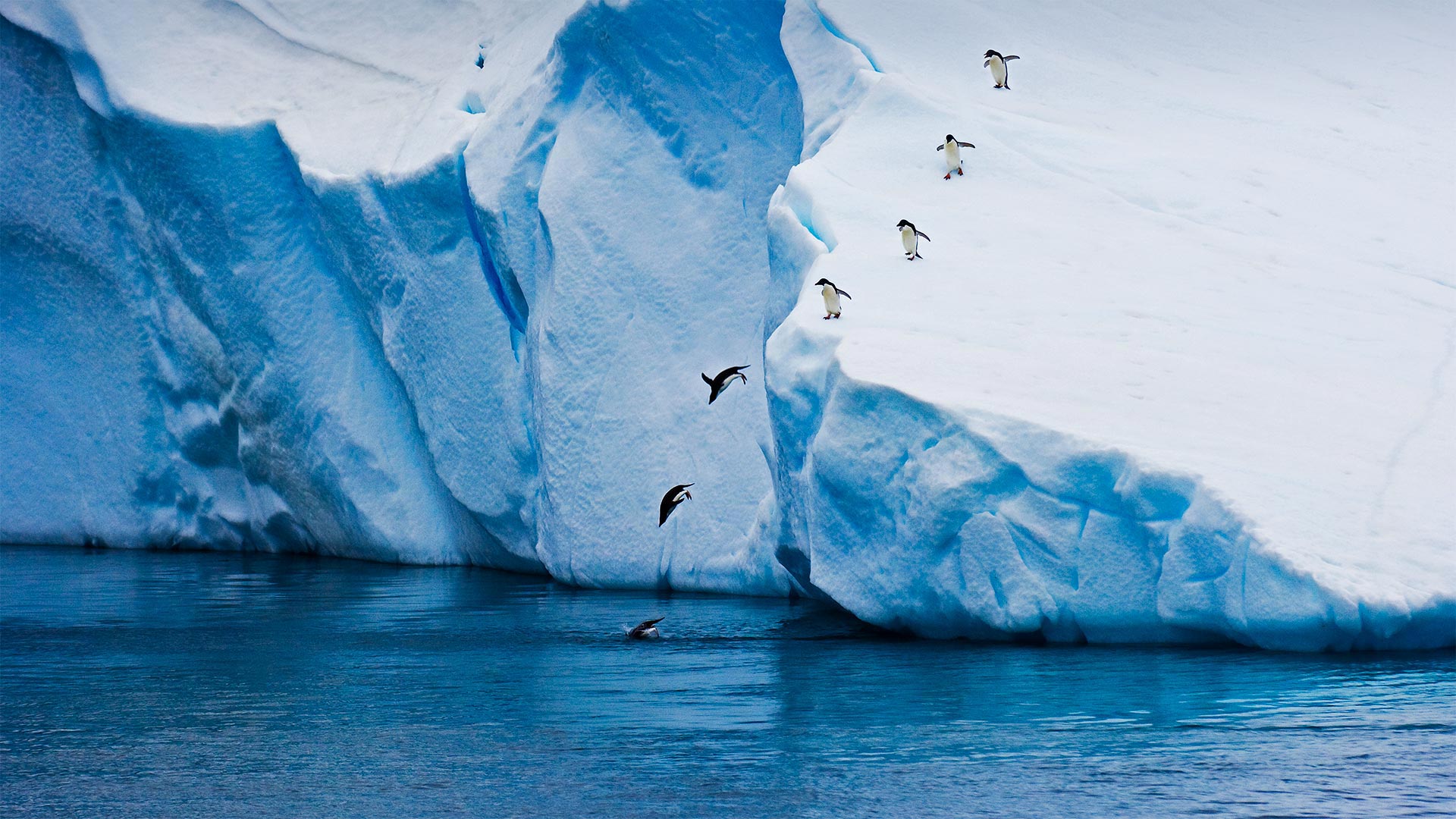 从冰山跃入水中的阿德利企鹅南极08mikehillgettyimages必应壁纸