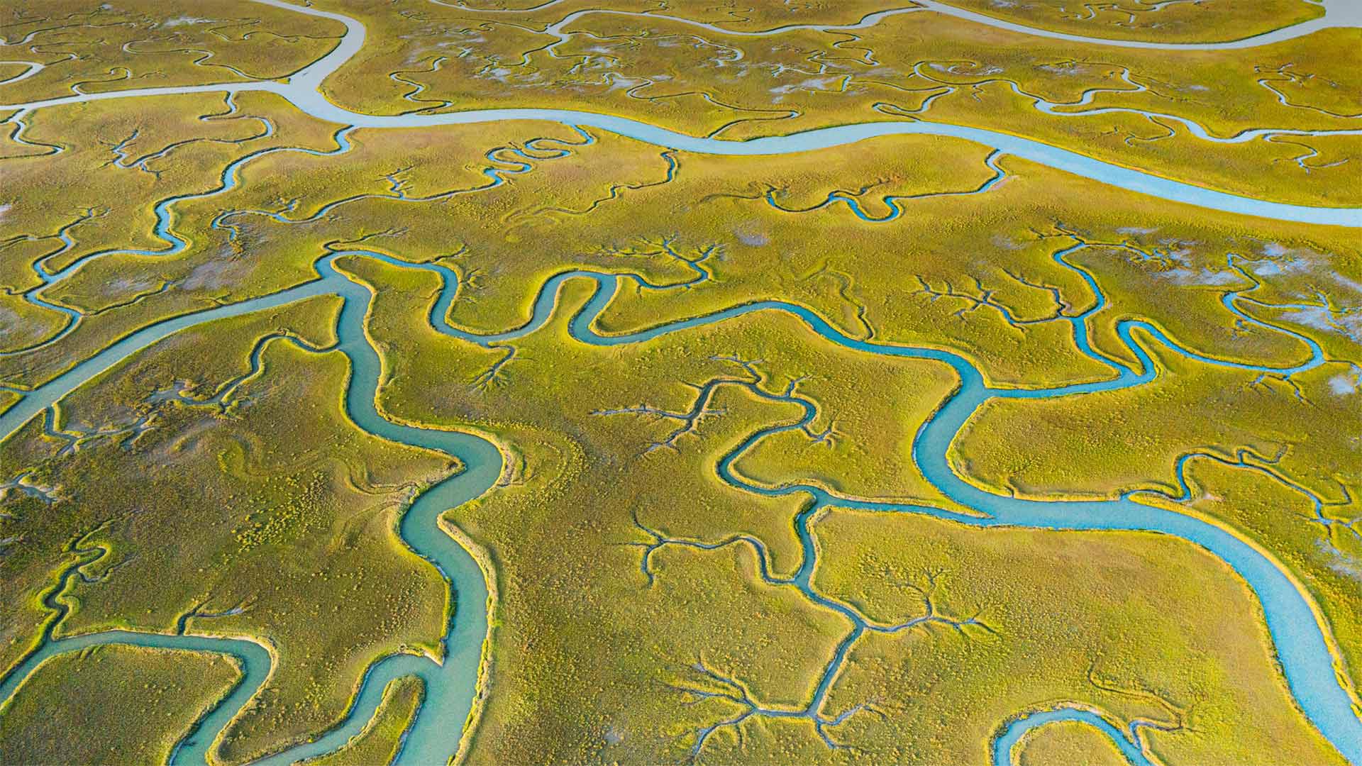 必应壁纸:鸟瞰Mockhorn岛野生动植物管理区沼泽地内的潮汐通道，弗吉尼亚 (© Shane Gross/Minden Pictures)