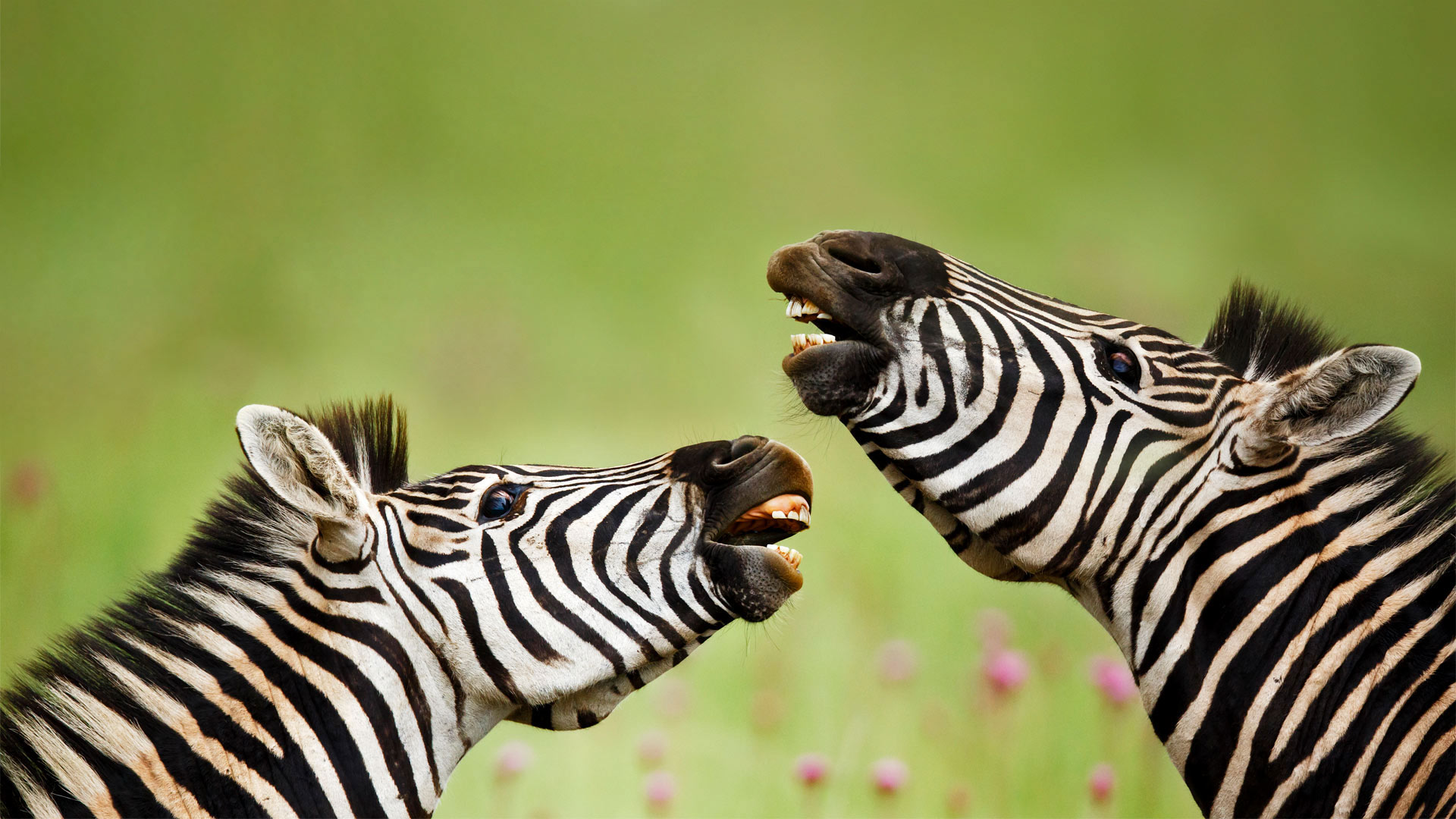 必应壁纸:Rietvlei自然保护区内的雄性布氏斑马，南非 (© Richard Du Toit/Minden Pictures)