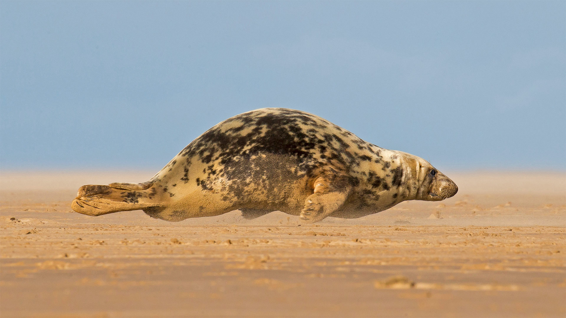 必应壁纸:正爬上唐娜·诺克沙滩的灰海豹，英格兰北林肯郡 (© Frederic Desmette/Minden Pictures)