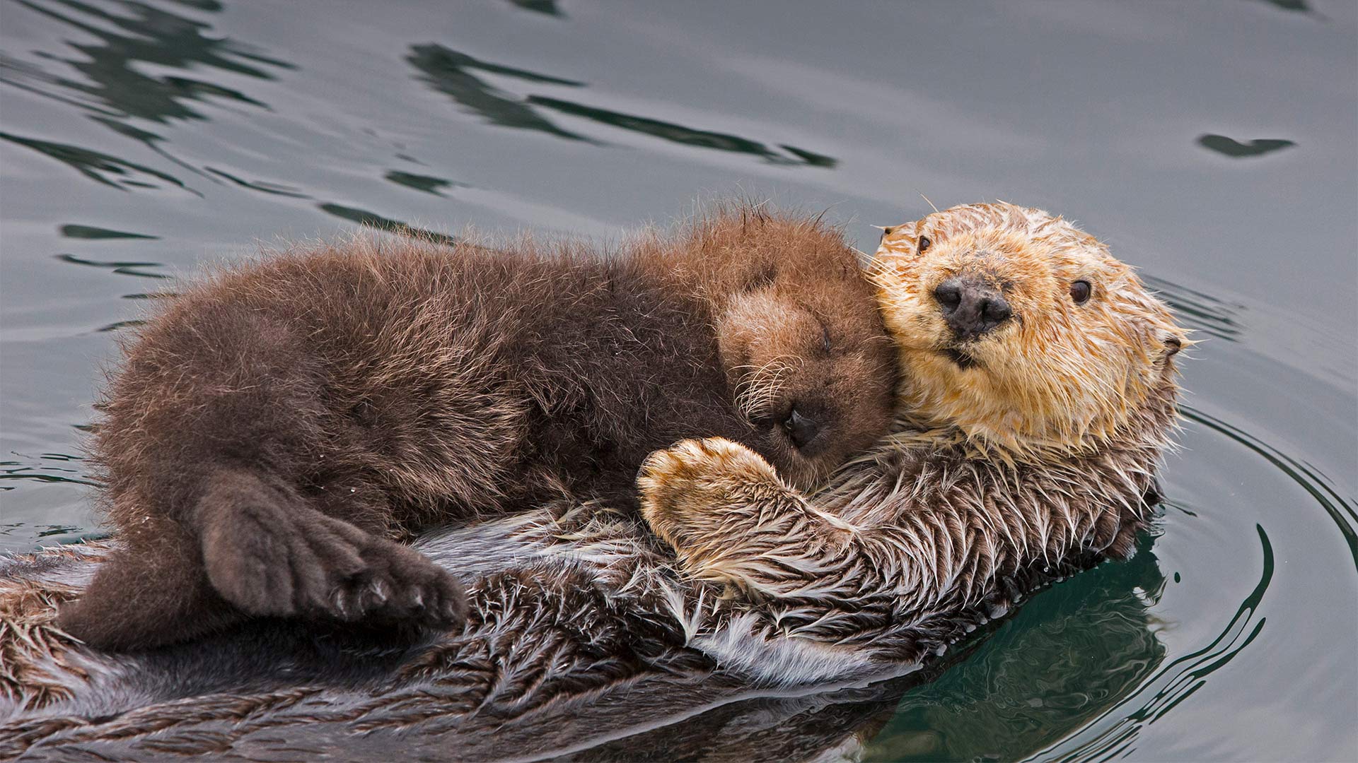 必应壁纸:海獭妈妈和新生的幼崽，加利福尼亚州蒙特雷湾 (© Suzi Eszterhas/Minden Pictures)