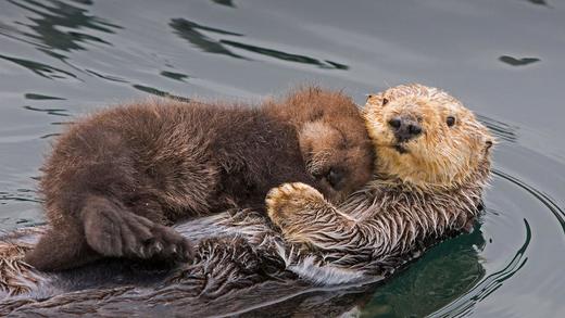 海獭妈妈和新生的幼崽，加利福尼亚州蒙特雷湾 (© Suzi Eszterhas/Minden Pictures)_必应壁纸