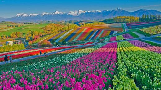 美瑛町的四季彩之丘，日本 (© Tanya Jones/Shutterstock)_必应壁纸
