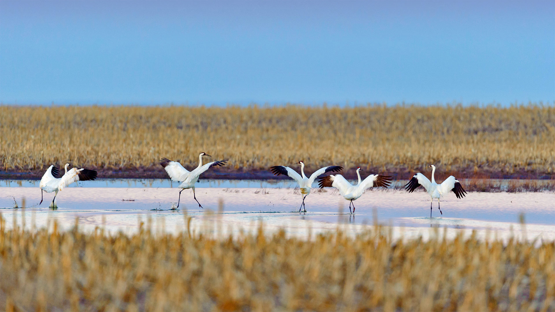 必应壁纸:春季迁徙时正准备起飞的美洲鹤，南达科他州 (© Gerrit Vyn/Minden Pictures)