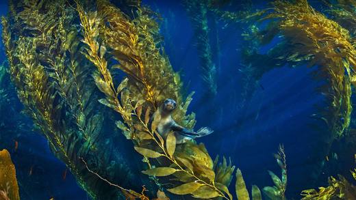 海峡群岛附近巨藻林中的加利福尼亚海狮 (© Nature Picture Library/Alamy)_必应壁纸