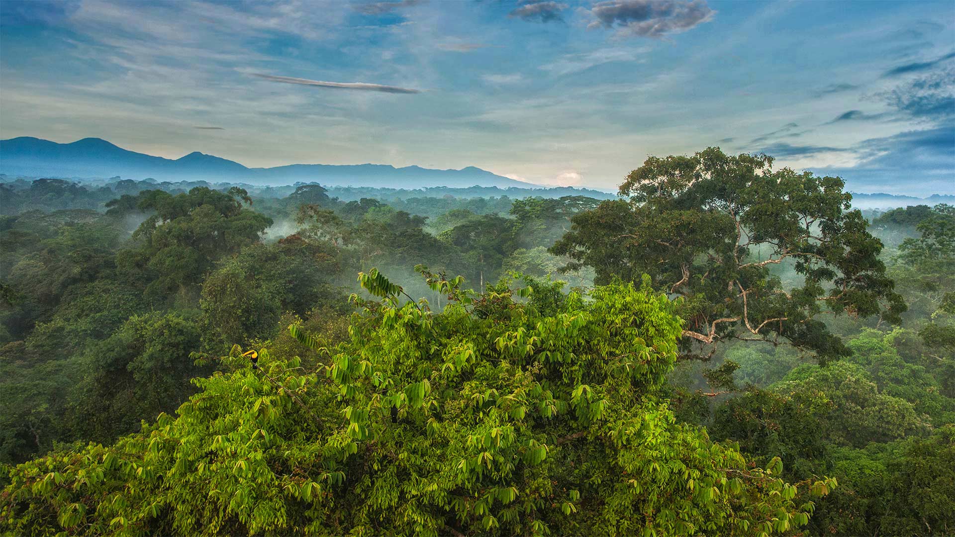 必应壁纸:La Selva生物站热带雨林树冠上的黑嘴巨嘴鸟，哥斯达黎加 (© Greg Basco/Minden Pictures)