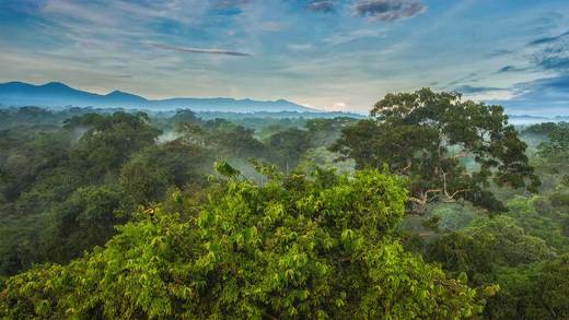 La Selva生物站热带雨林树冠上的黑嘴巨嘴鸟，哥斯达黎加 (© Greg Basco/Minden Pictures)_必应壁纸