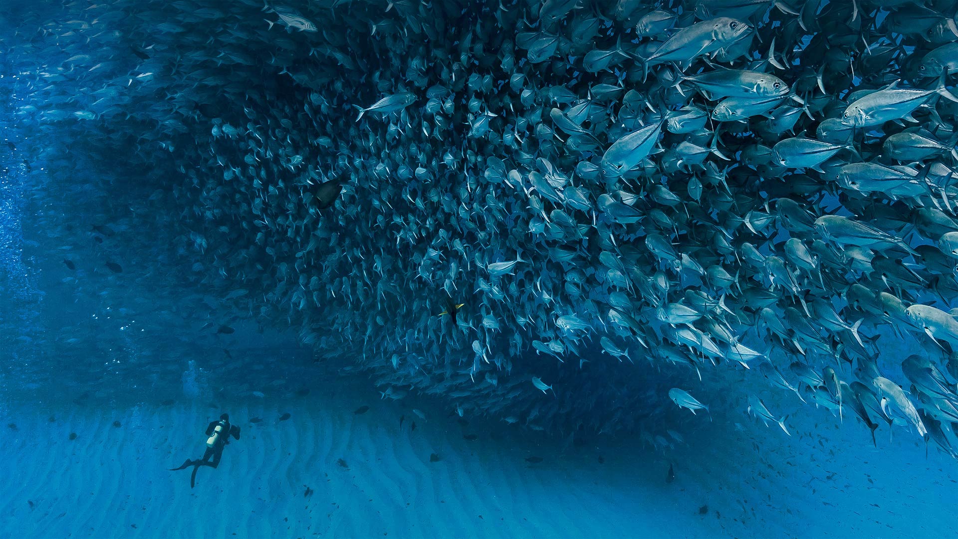 必应壁纸:加利福尼亚湾中数千条杰克鱼成群游动，墨西哥普尔莫角国家公园 (© Christian Vizl/Tandem Stills + Motion)