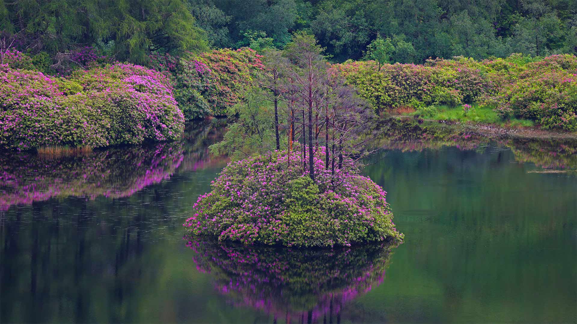 必应壁纸:格伦·埃蒂夫盛开着石南花的小湖，苏格兰 (© Oliver Hellowell/Minden Pictures)