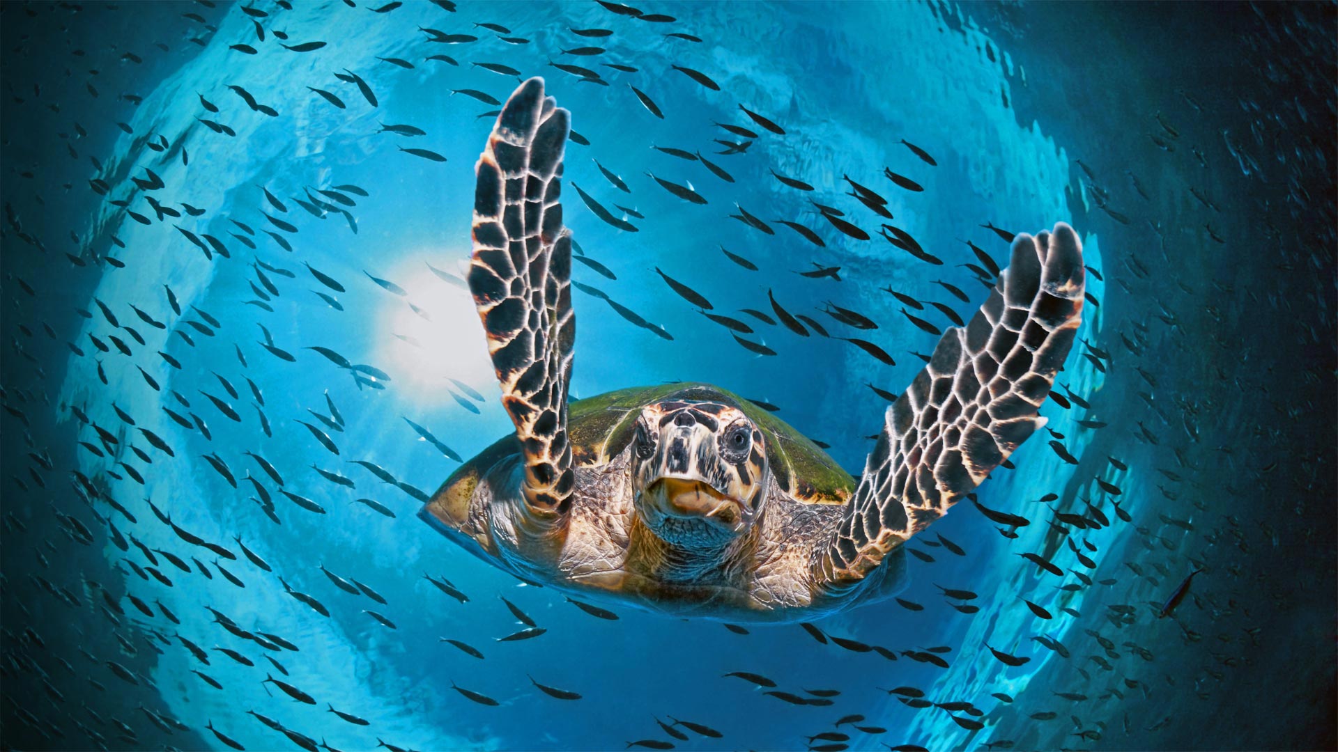 必应壁纸:正在潜水的绿蠵龟，澳大利亚大堡礁 (© imageBROKER/Alamy)