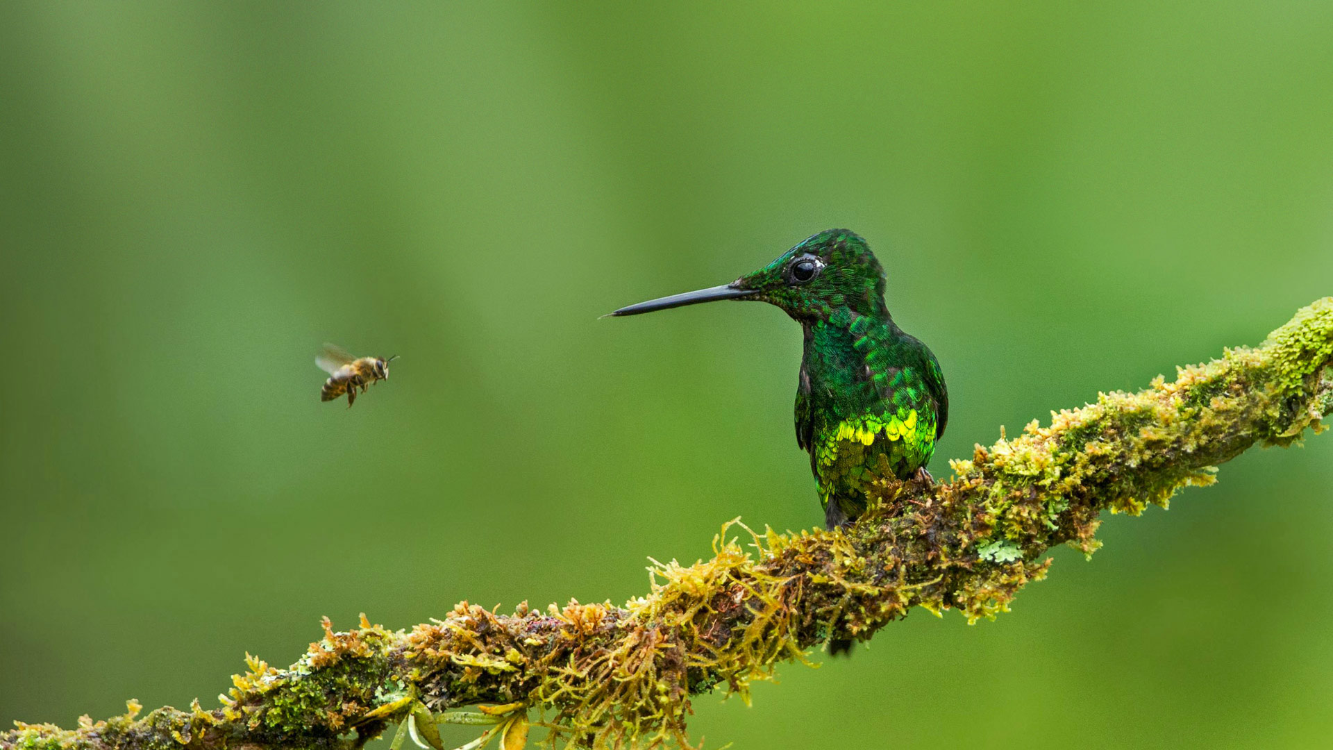 必应壁纸:皇辉蜂鸟和蜜蜂，哥伦比亚 (© Jiri Hrebicek/Alamy)