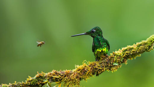 皇辉蜂鸟和蜜蜂，哥伦比亚 (© Jiri Hrebicek/Alamy)_必应壁纸