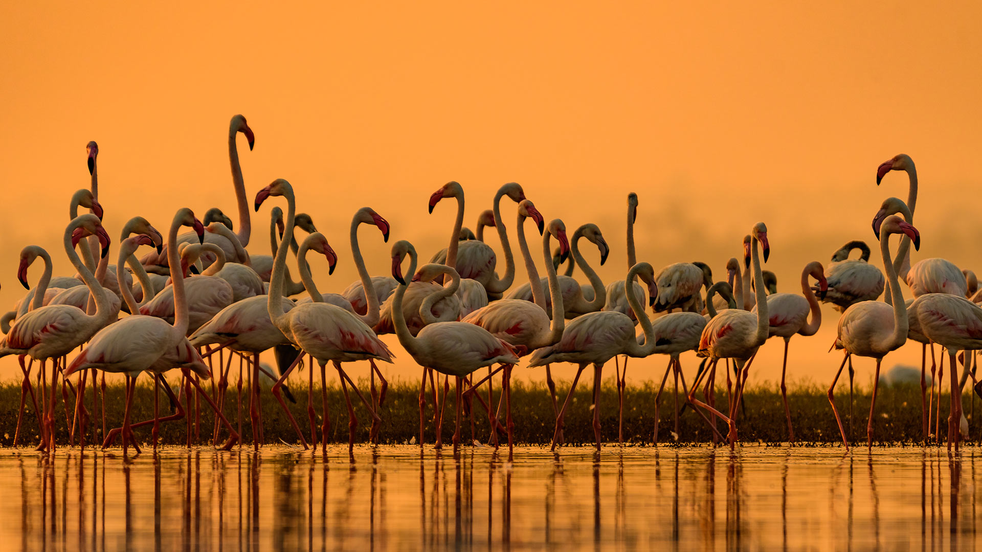 必应壁纸:大型火烈鸟迁徙到淡水区，印度 (© Amresh Mishra/500px/Getty Images)