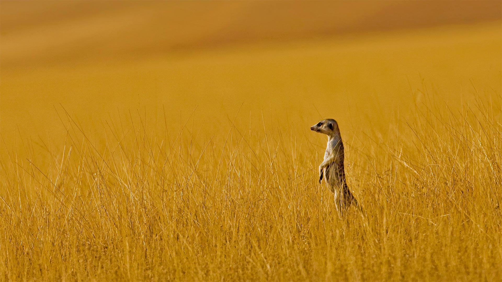 必应壁纸:A meerkat in Namibia (© Danita Delimont/Offset by Shutterstock)