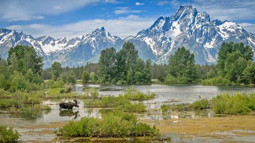 驼鹿穿过莫兰山下的池塘，怀俄明州大提顿国家公园 (© Jim Stamates/Minden Pictures)_必应壁纸