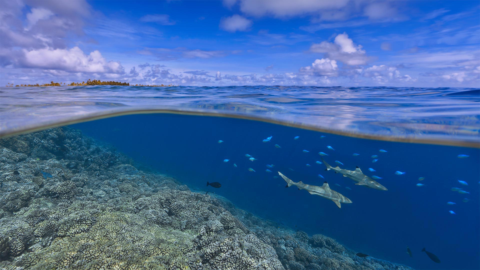 必应壁纸:大溪地海岸附近的乌翅真鲨，法属波利尼西亚 (© Paul Mckenzie/Minden Pictures)