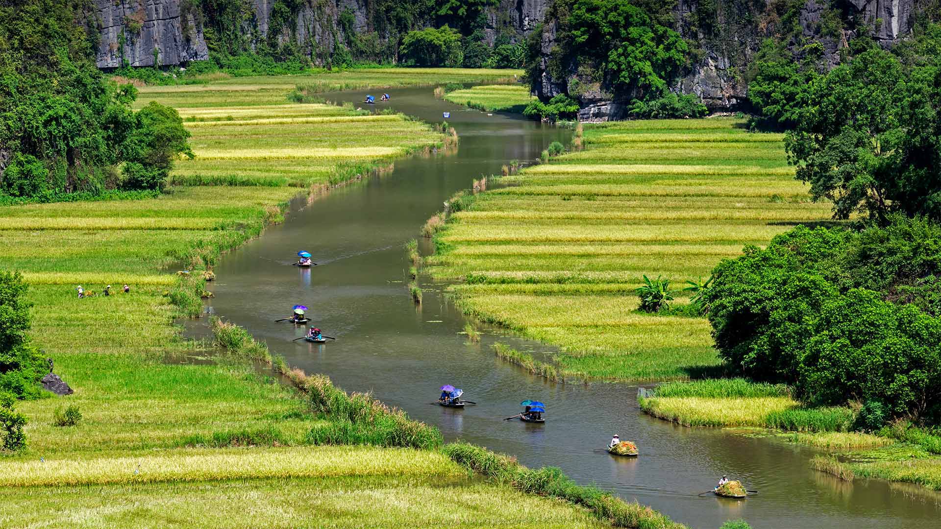 必应壁纸:Ngo Dong河两岸的稻田美景，越南宁平省 (© Jeremy Woodhouse/Getty Images)