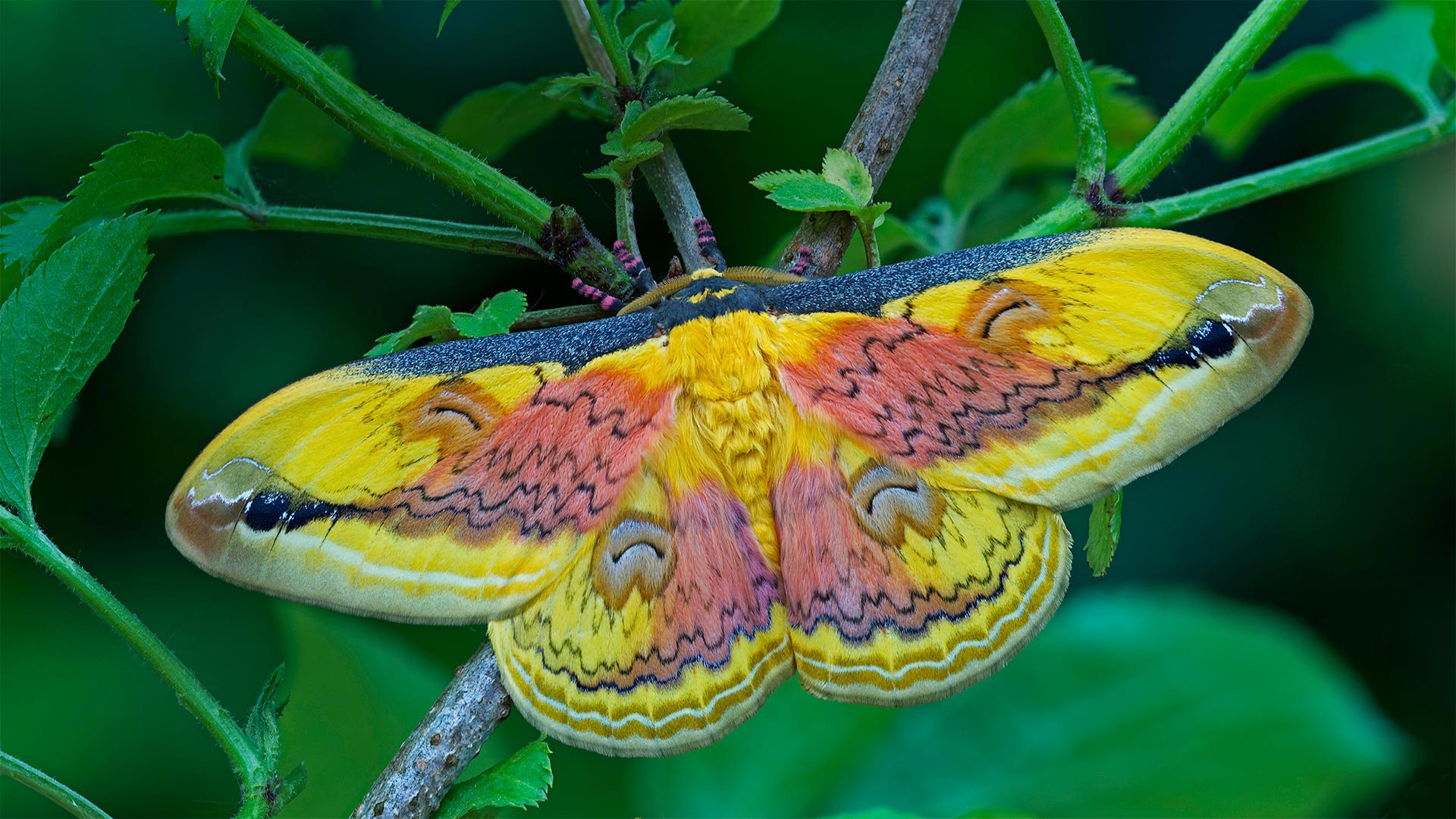 必应壁纸:A Loepa oberthuri moth (© Robert Thompson/Minden Pictures)